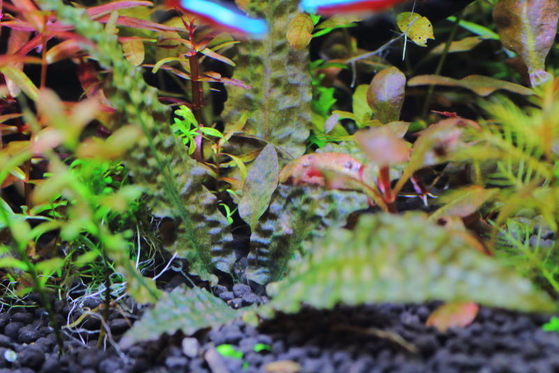 植栽から29日目　クリプトコリネ　ブローサ